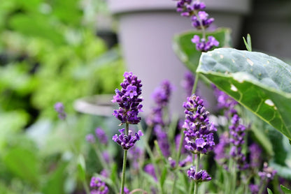 150 Portuguese Spike Lavender (Lavandula Latifolia syn. Spica) Seeds