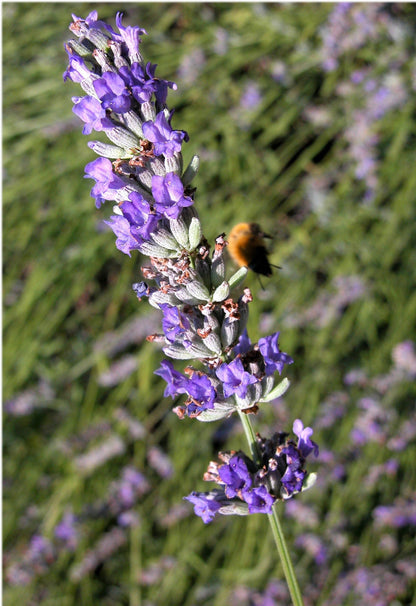 150 Portuguese Spike Lavender (Lavandula Latifolia syn. Spica) Seeds