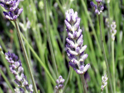 150 Portuguese Spike Lavender (Lavandula Latifolia syn. Spica) Seeds