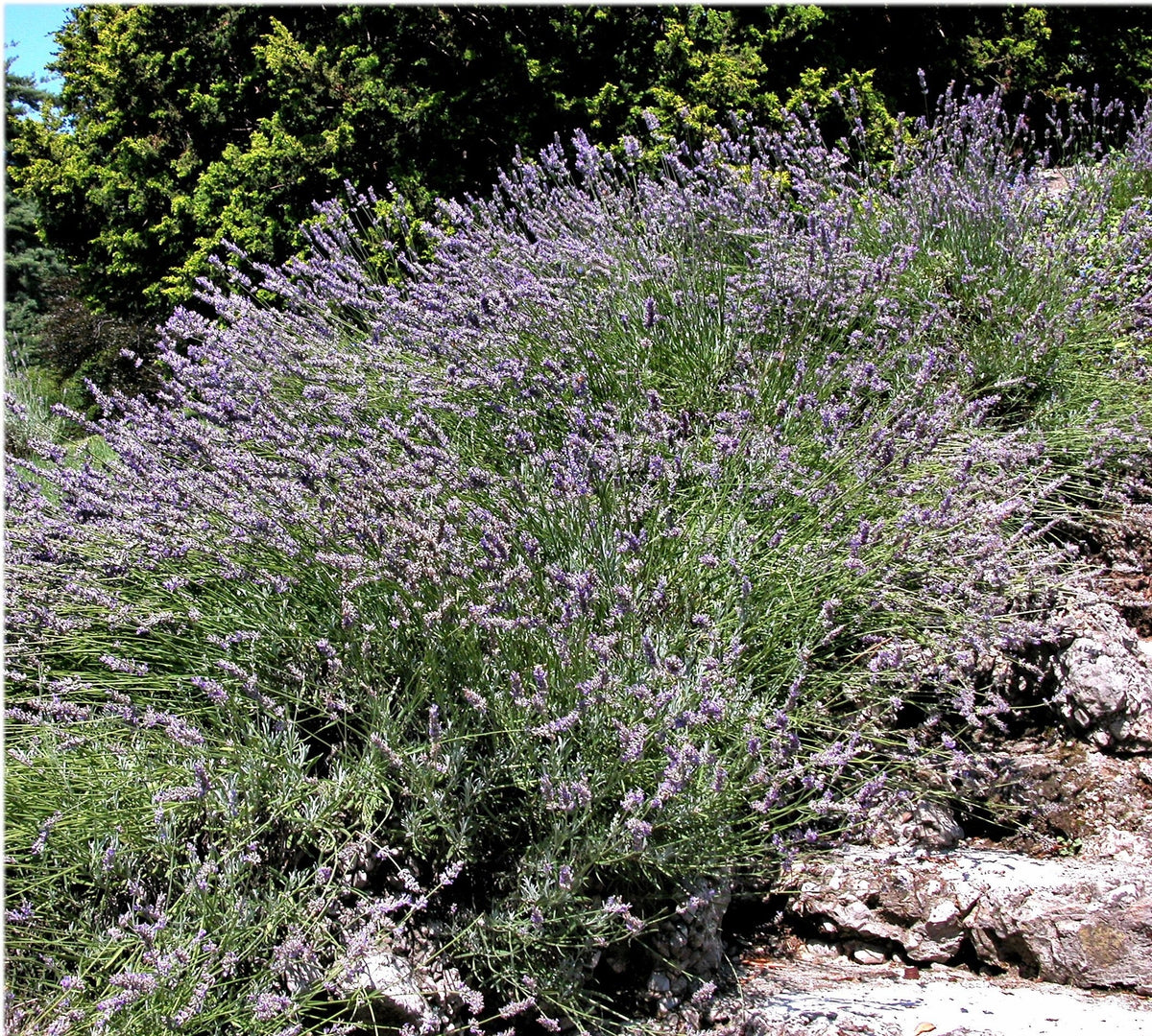 150 Portuguese Spike Lavender (Lavandula Latifolia syn. Spica) Seeds