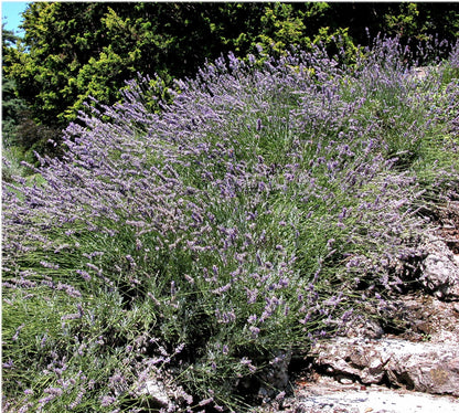150 Portuguese Spike Lavender (Lavandula Latifolia syn. Spica) Seeds