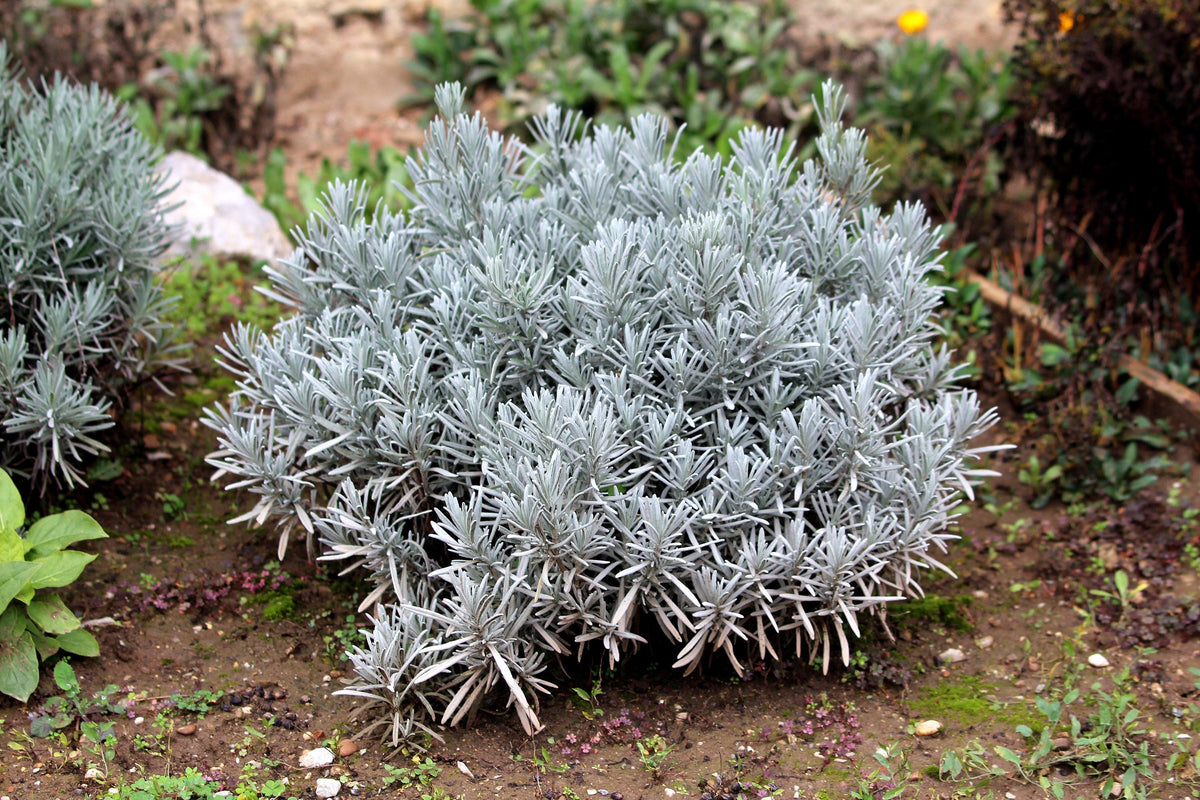 150 Portuguese Spike Lavender (Lavandula Latifolia syn. Spica) Seeds