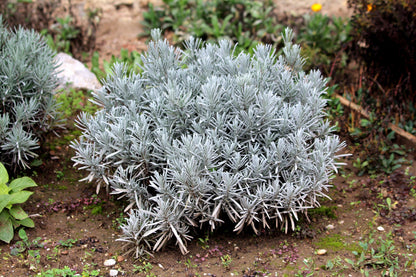 150 Portuguese Spike Lavender (Lavandula Latifolia syn. Spica) Seeds