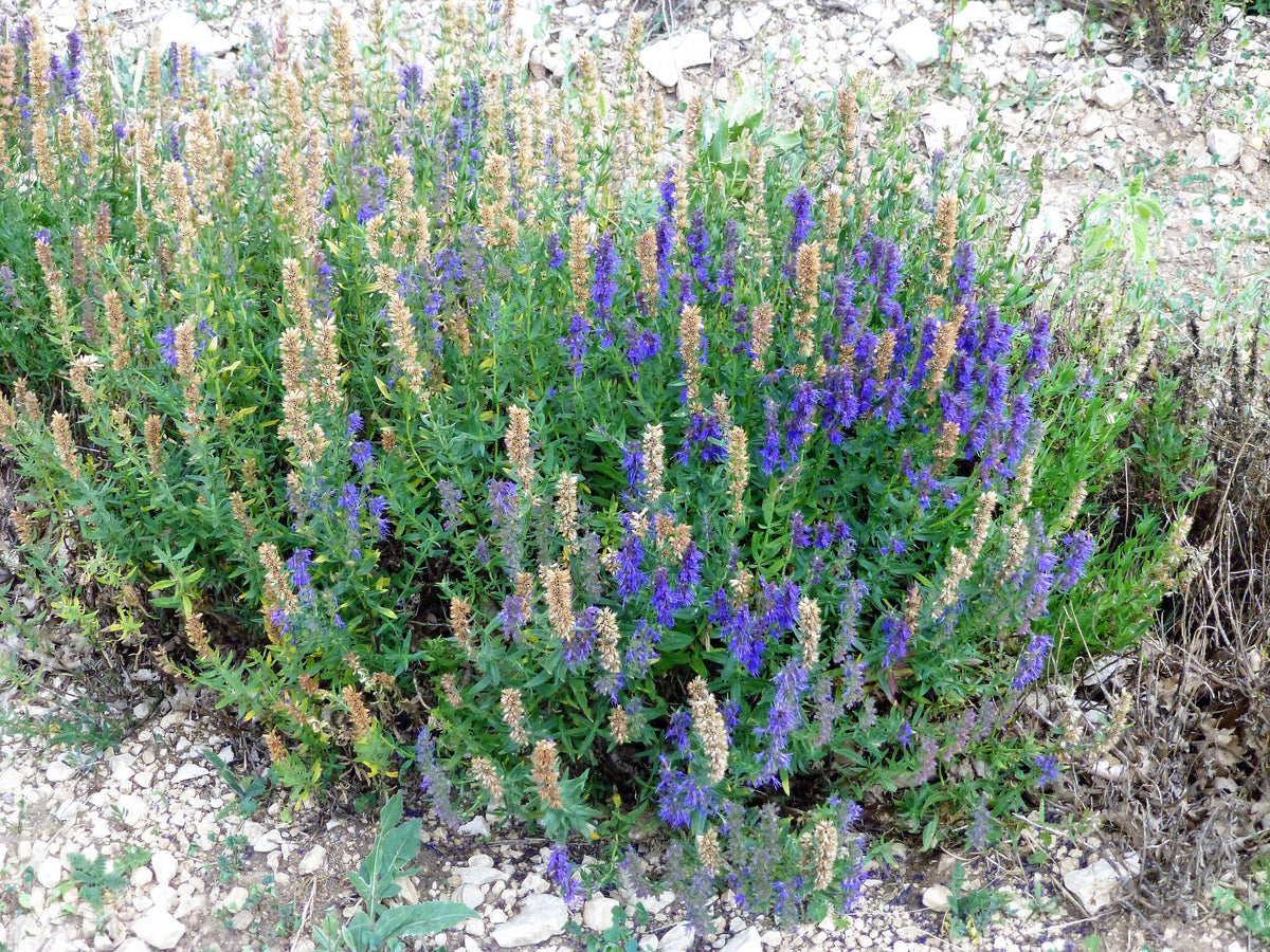 150 Portuguese Spike Lavender (Lavandula Latifolia syn. Spica) Seeds