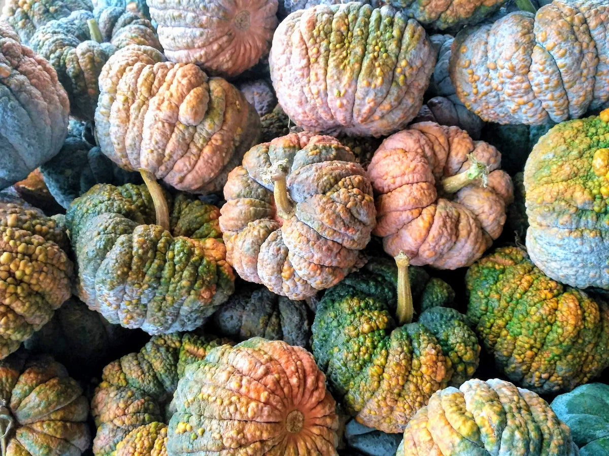 Black Futsu Squash (Cucurbita moschata) Seeds – 20 ct