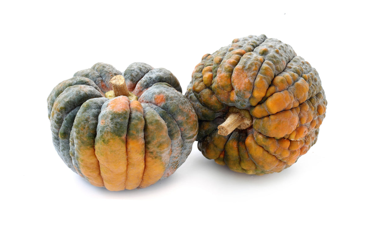 Black Futsu Squash (Cucurbita moschata) Seeds – 20 ct