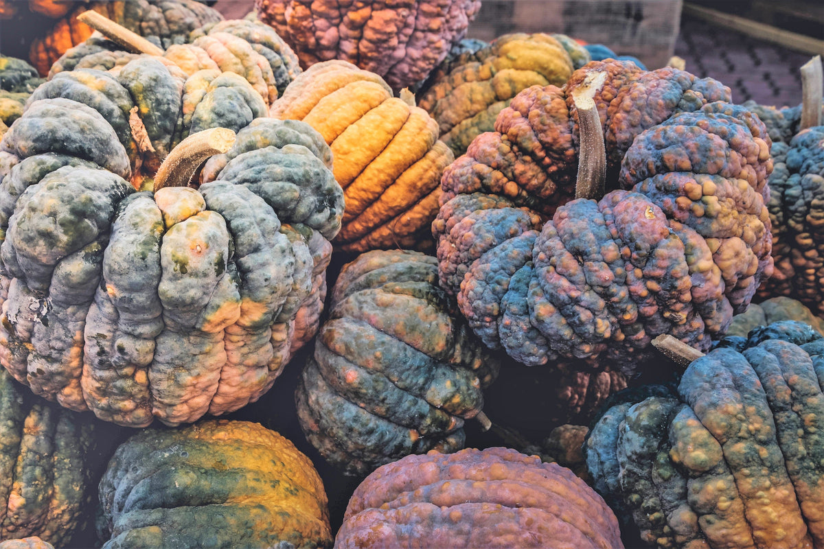 Black Futsu Squash (Cucurbita moschata) Seeds – 20 ct