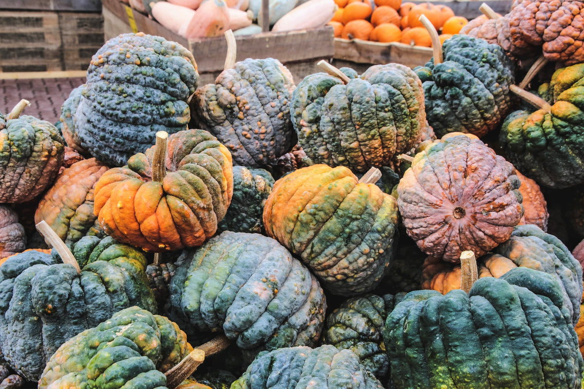 Black Futsu Squash (Cucurbita moschata) Seeds – 20 ct