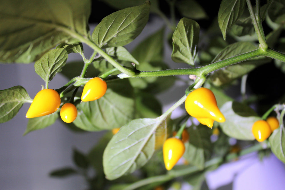 25 Yellow Biquinho Pepper Seeds