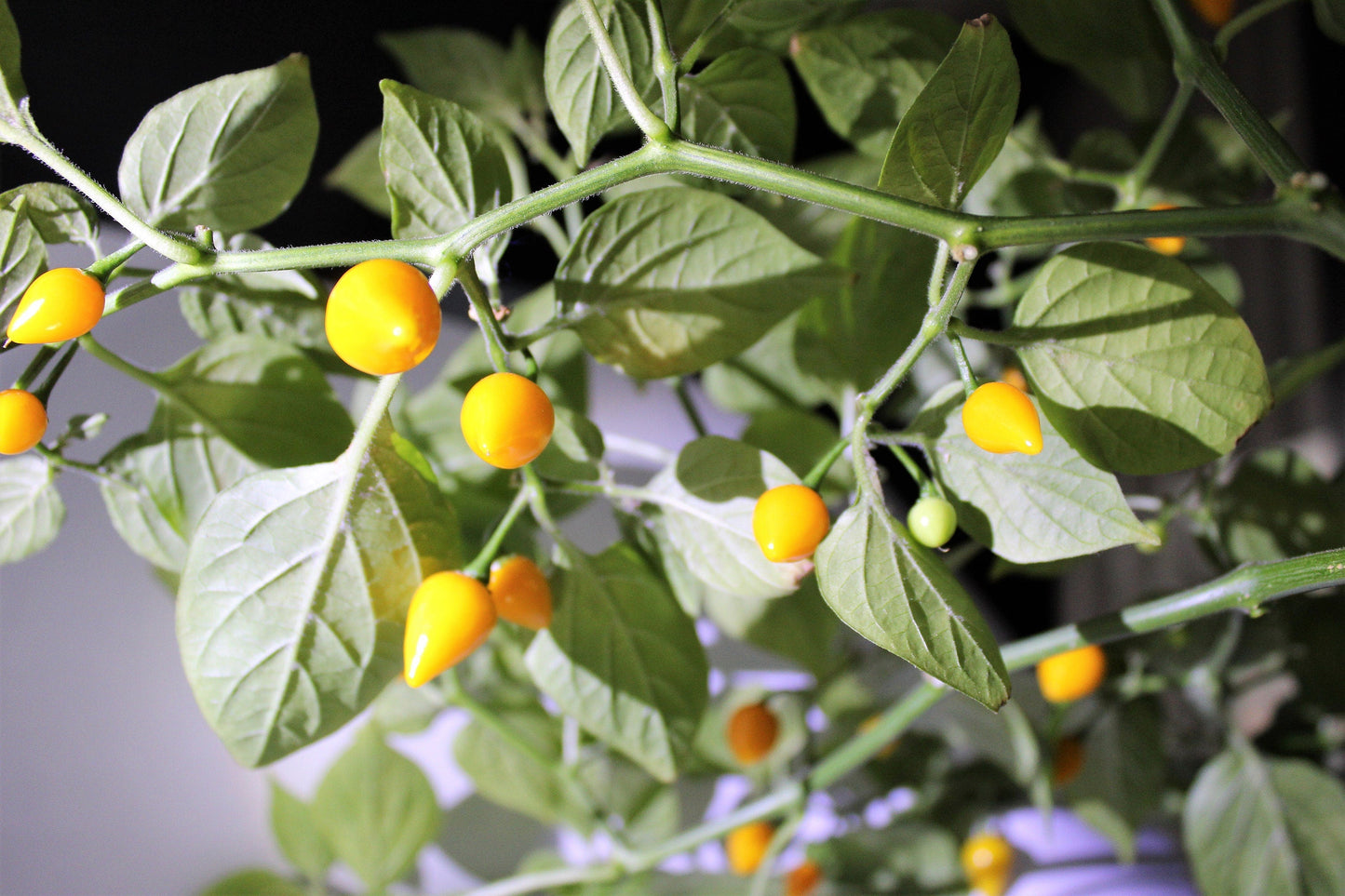 25 Yellow Biquinho Pepper Seeds