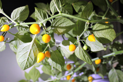 25 Yellow Biquinho Pepper Seeds