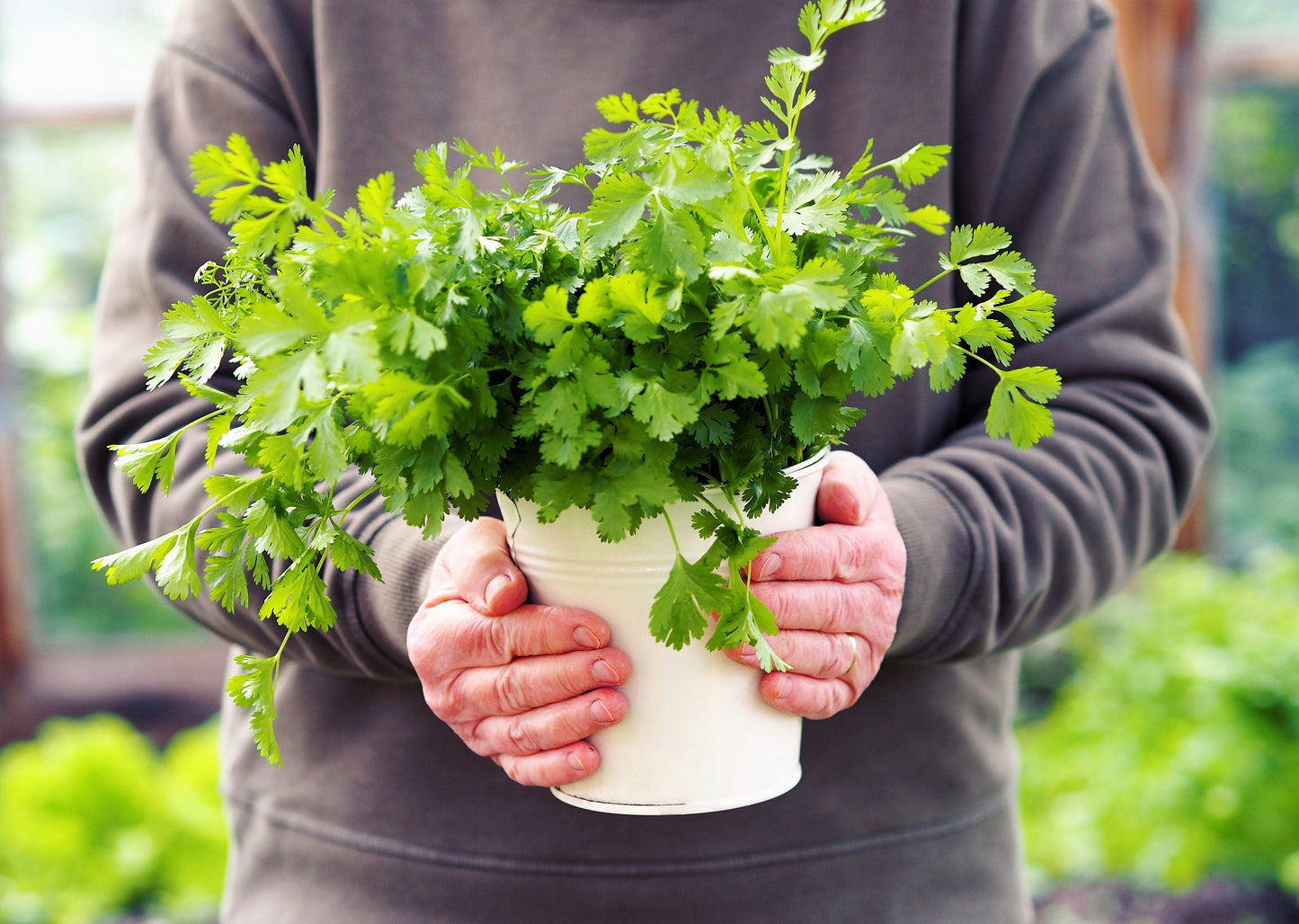 25 Dwarf Lemon Cilantro (Coriander; Coriandrum Sativum) Seeds