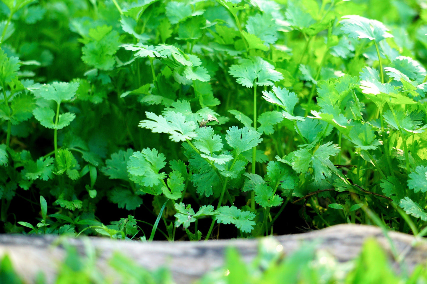 25 Dwarf Lemon Cilantro (Coriander; Coriandrum Sativum) Seeds