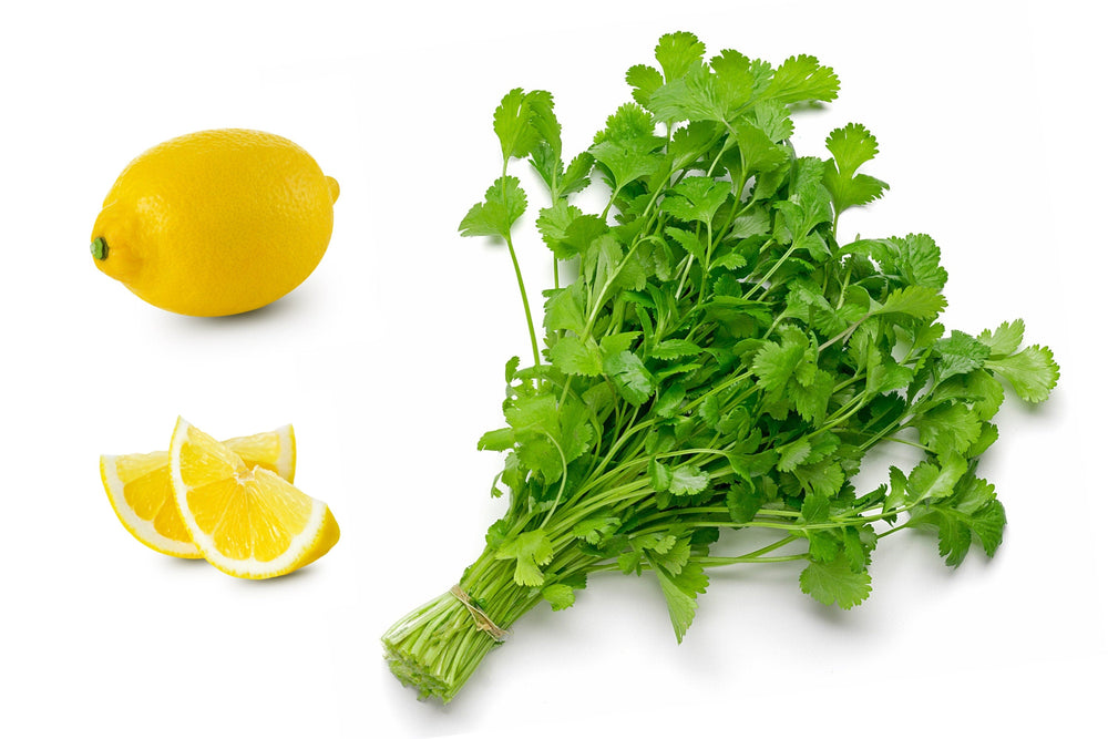 25 Dwarf Lemon Cilantro (Coriander; Coriandrum Sativum) Seeds