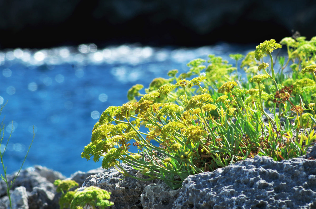 Sea Fennel (Rock Samphire) (Crithmum maritimum) Seeds – 40 ct
