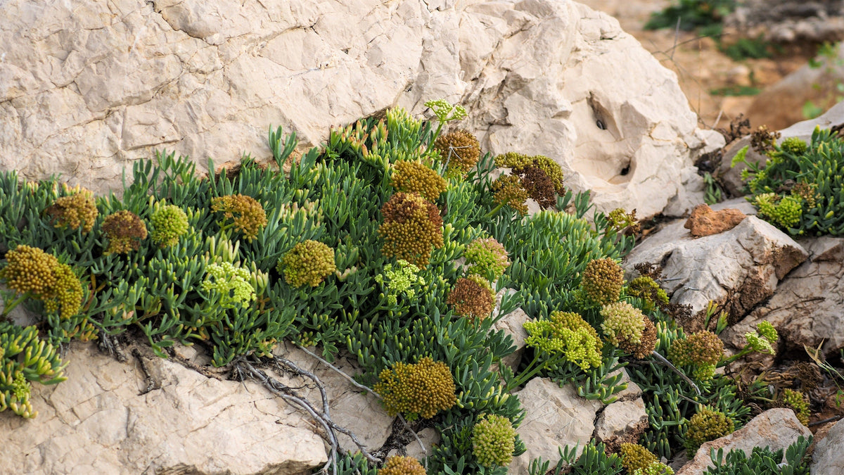 Sea Fennel (Rock Samphire) (Crithmum maritimum) Seeds – 40 ct