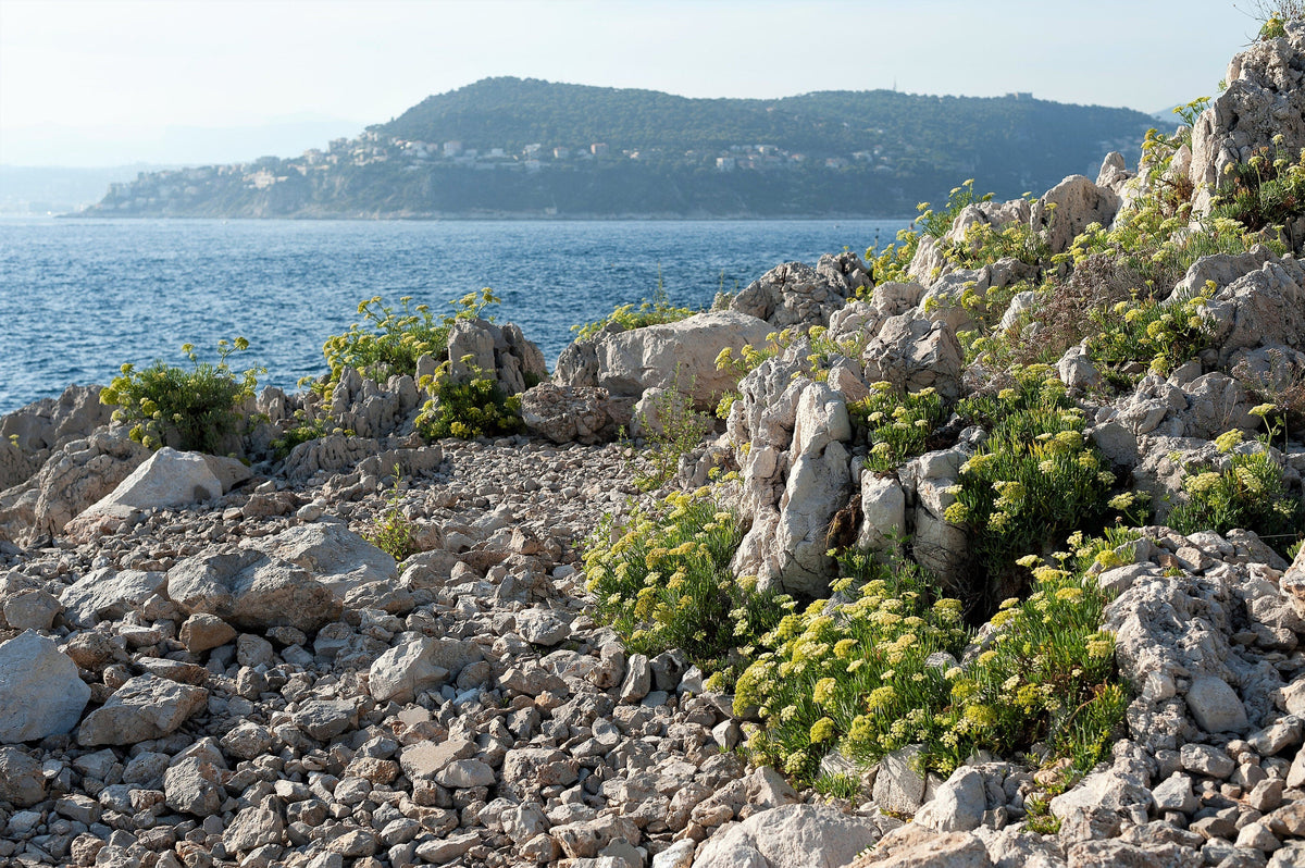 Sea Fennel (Rock Samphire) (Crithmum maritimum) Seeds – 40 ct