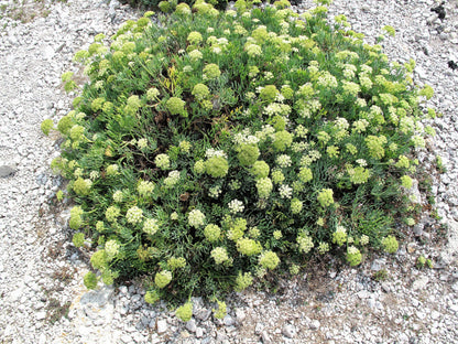 Sea Fennel (Rock Samphire) (Crithmum maritimum) Seeds – 40 ct