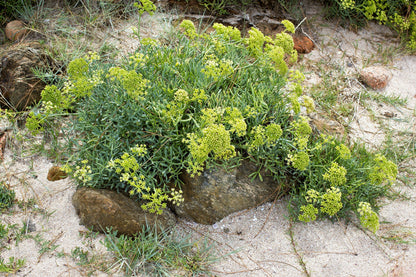 Sea Fennel (Rock Samphire) (Crithmum maritimum) Seeds – 40 ct