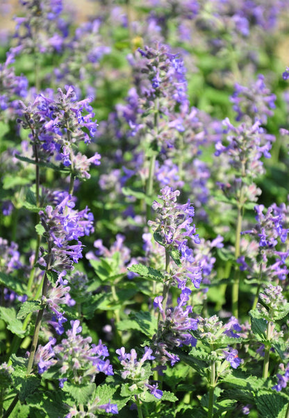 20 Calamint/Lesser Calamintha (Nepeta Officinalis) Seeds