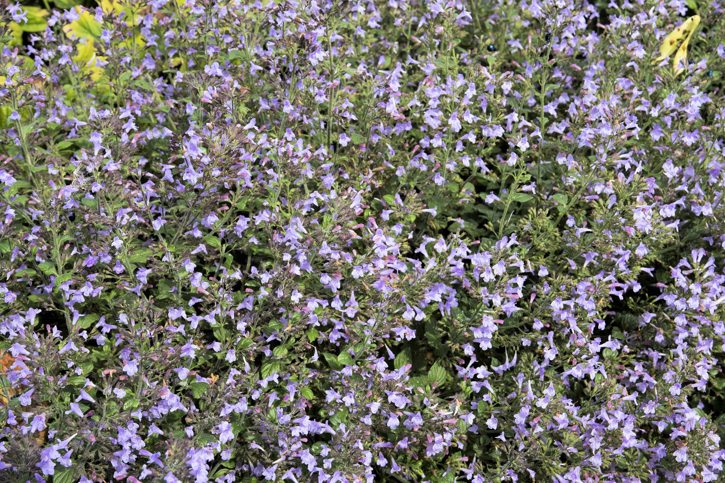 20 Calamint/Lesser Calamintha (Nepeta Officinalis) Seeds