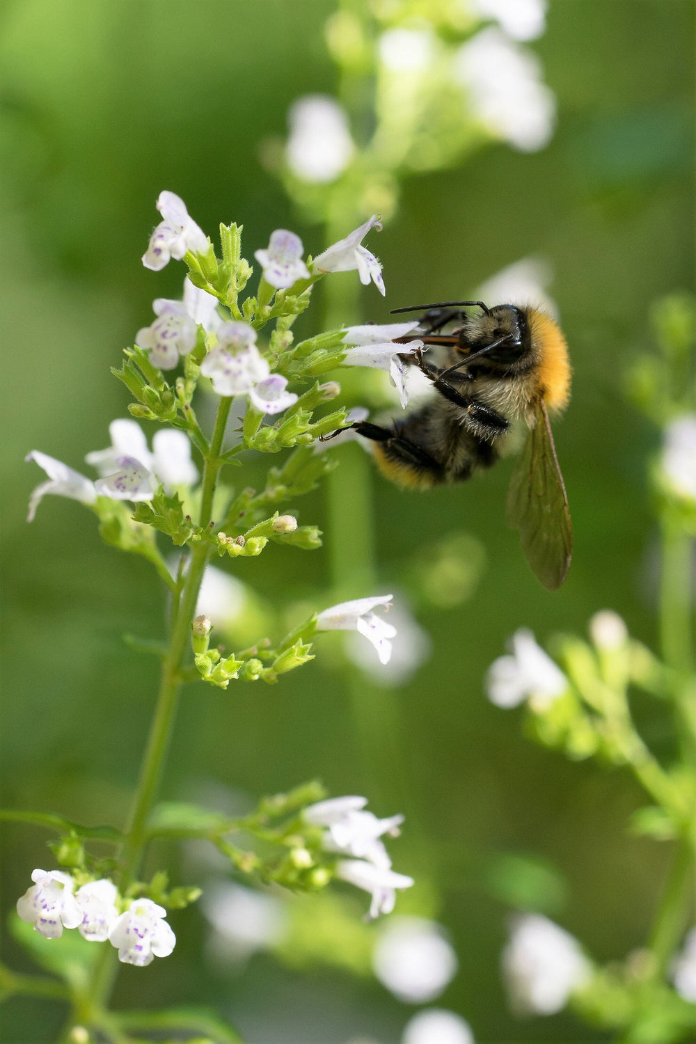 20 Calamint/Lesser Calamintha (Nepeta Officinalis) Seeds