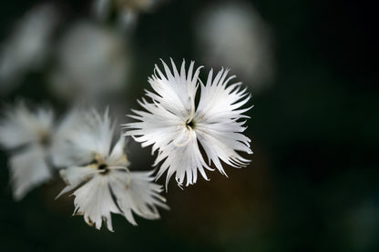 Little Maiden Dwarf Dianthus (Dianthus arenarius) Seeds – 25 ct