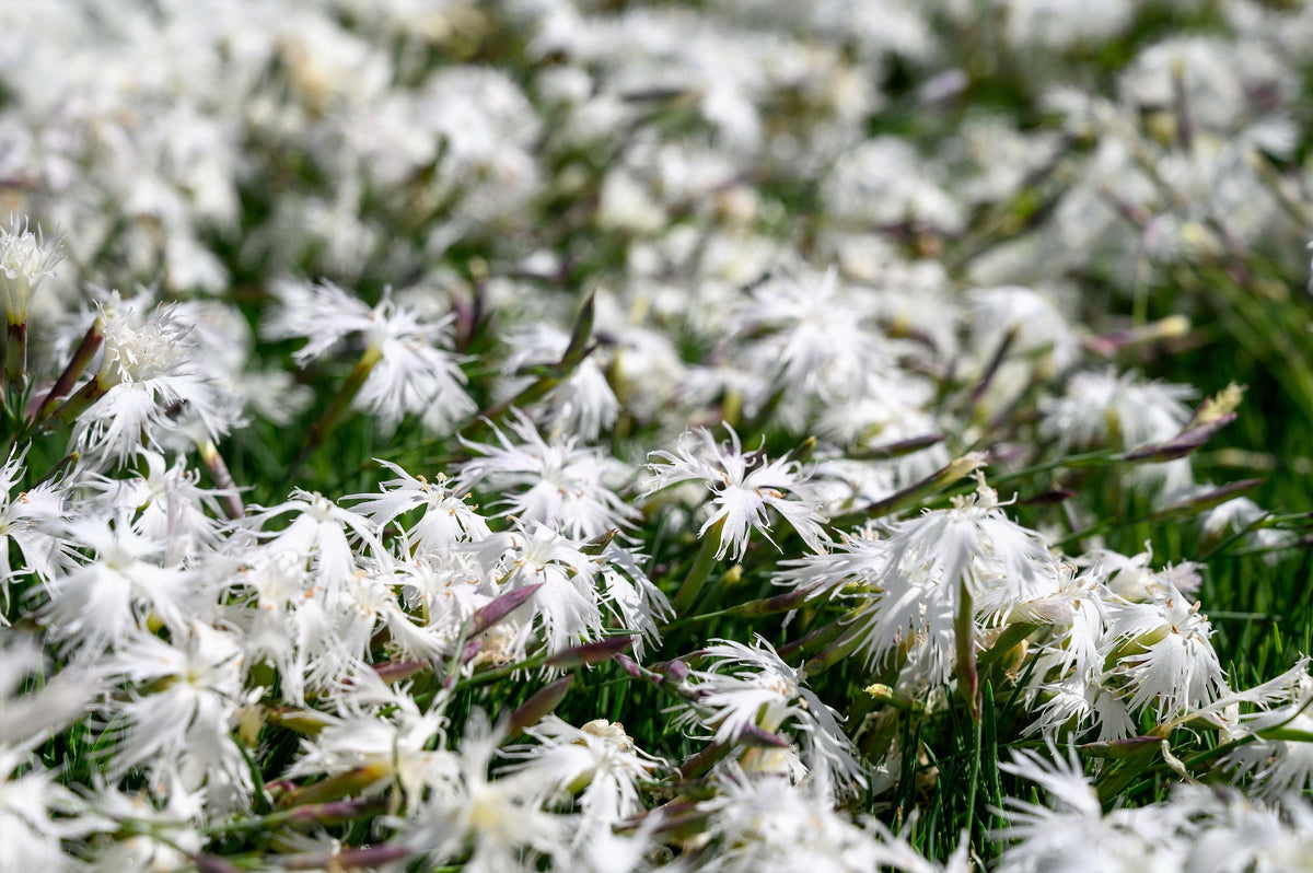 Little Maiden Dwarf Dianthus (Dianthus arenarius) Seeds – 25 ct