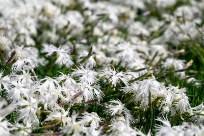 Little Maiden Dwarf Dianthus (Dianthus arenarius) Seeds – 25 ct