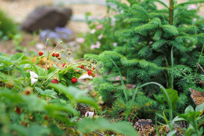 80 California Woodland Strawberry (Fragaria Vesca Bracteata) Seeds