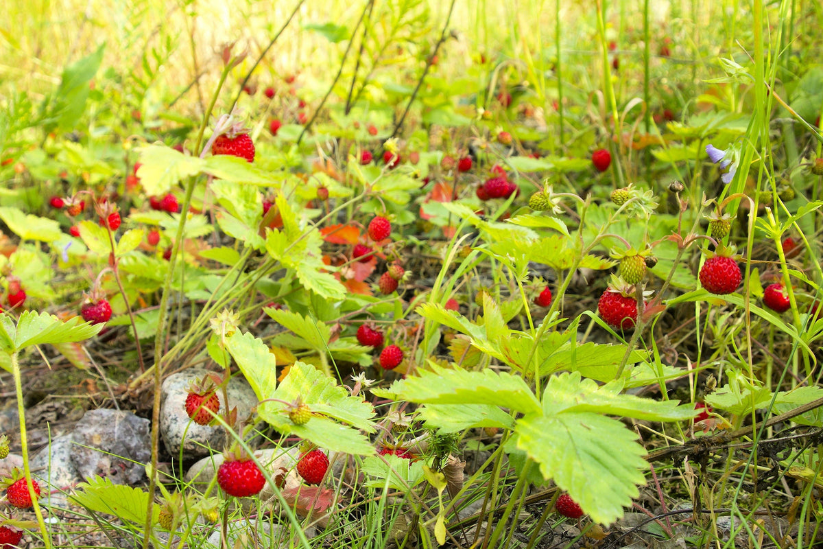 80 California Woodland Strawberry (Fragaria Vesca Bracteata) Seeds