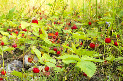 80 California Woodland Strawberry (Fragaria Vesca Bracteata) Seeds