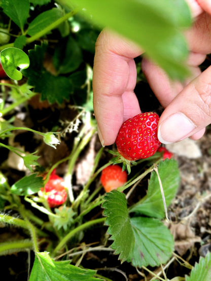 80 California Woodland Strawberry (Fragaria Vesca Bracteata) Seeds