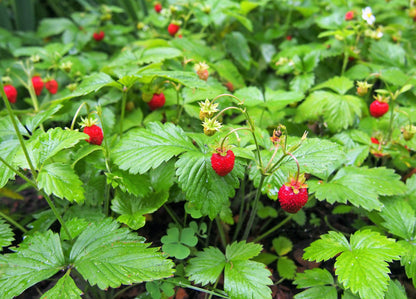 80 California Woodland Strawberry (Fragaria Vesca Bracteata) Seeds