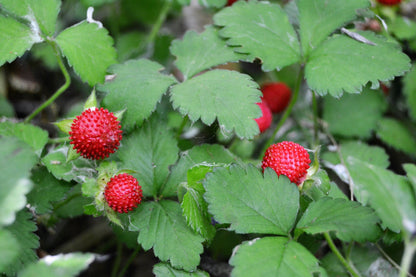 80 California Woodland Strawberry (Fragaria Vesca Bracteata) Seeds
