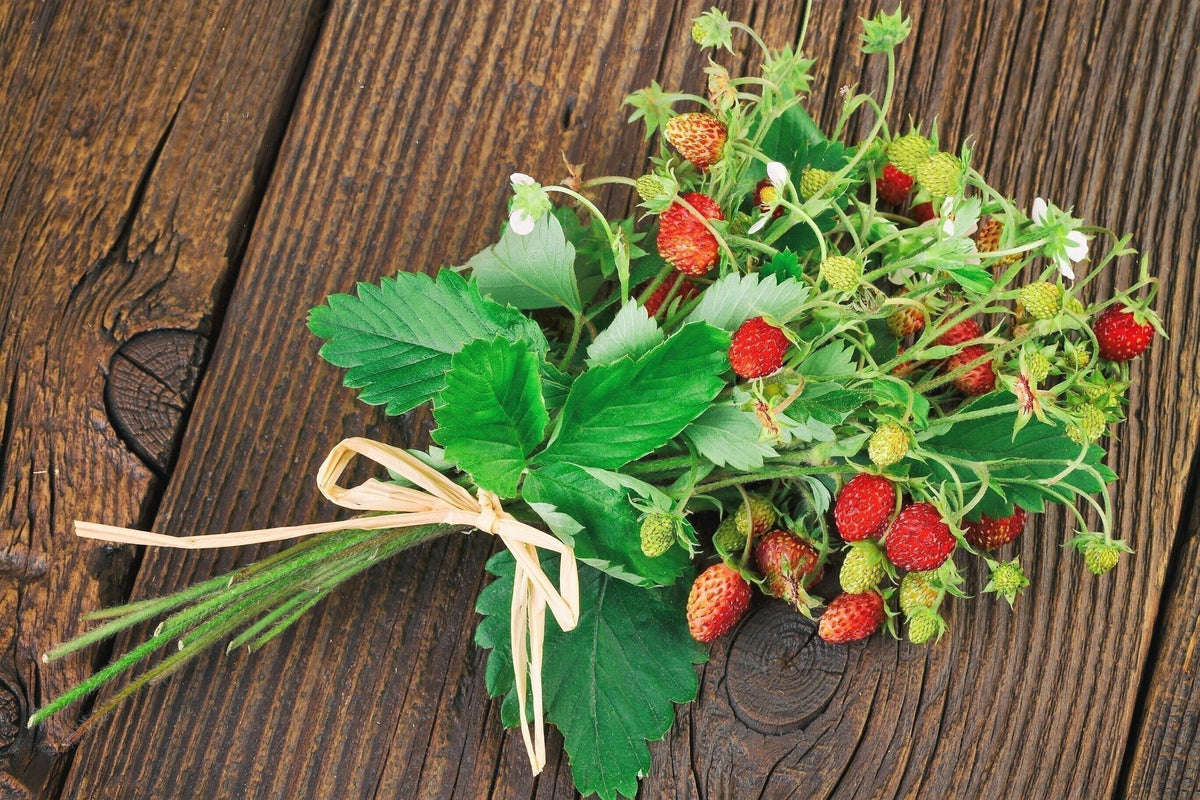 80 California Woodland Strawberry (Fragaria Vesca Bracteata) Seeds