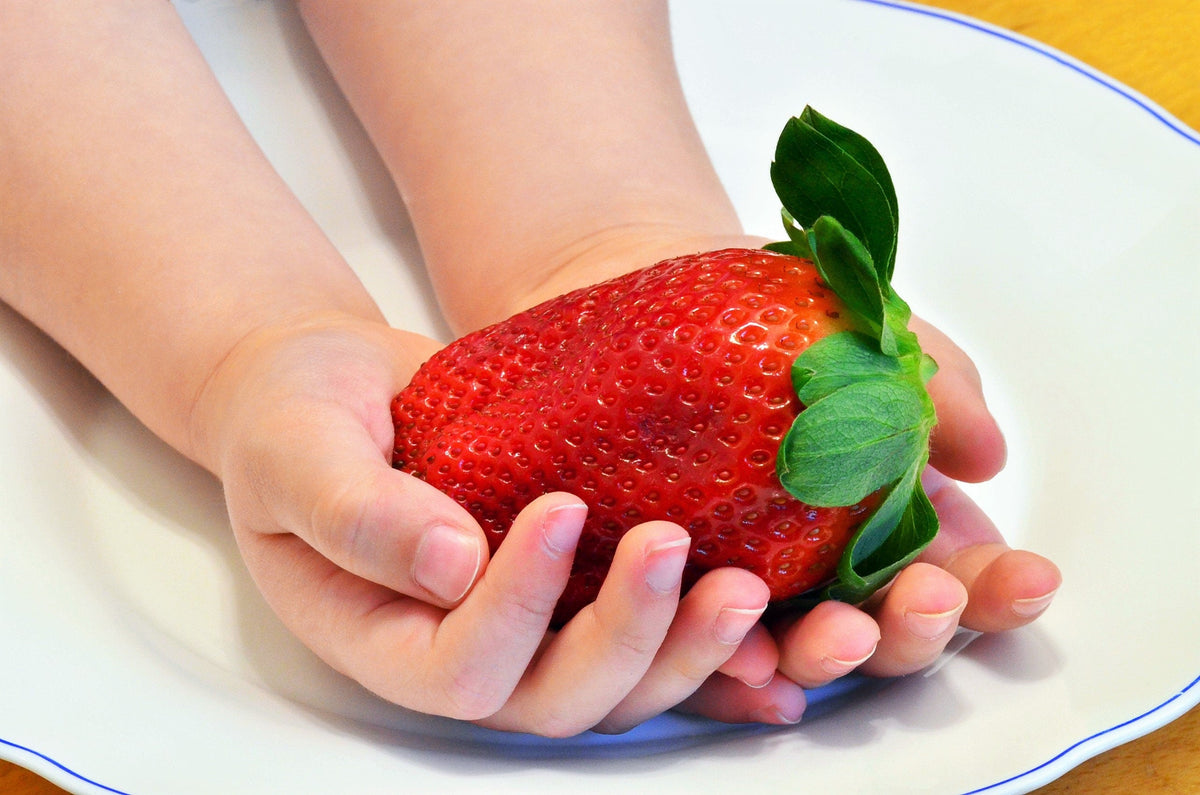 15 GIANT STRAWBERRY Fragaria spp June Bearing Huge Red Berry Fruit White Flower Seeds