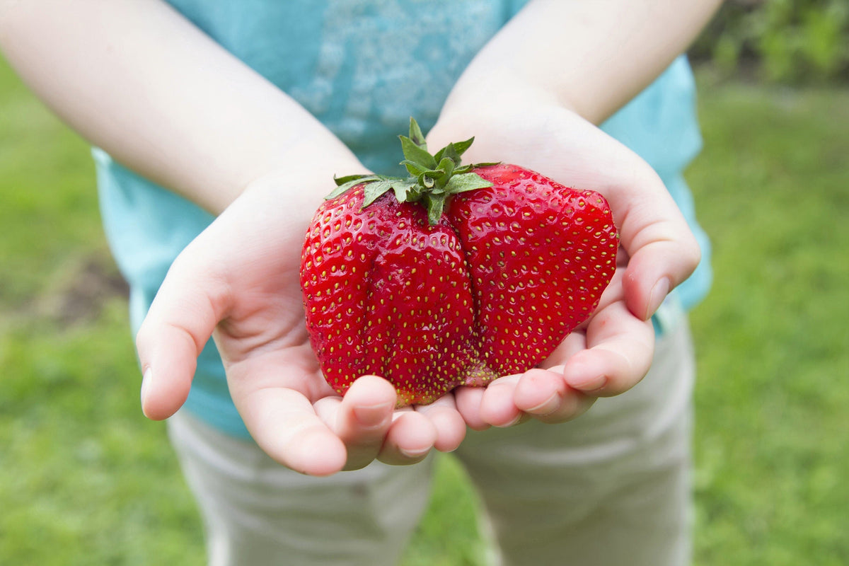 15 GIANT STRAWBERRY Fragaria spp June Bearing Huge Red Berry Fruit White Flower Seeds