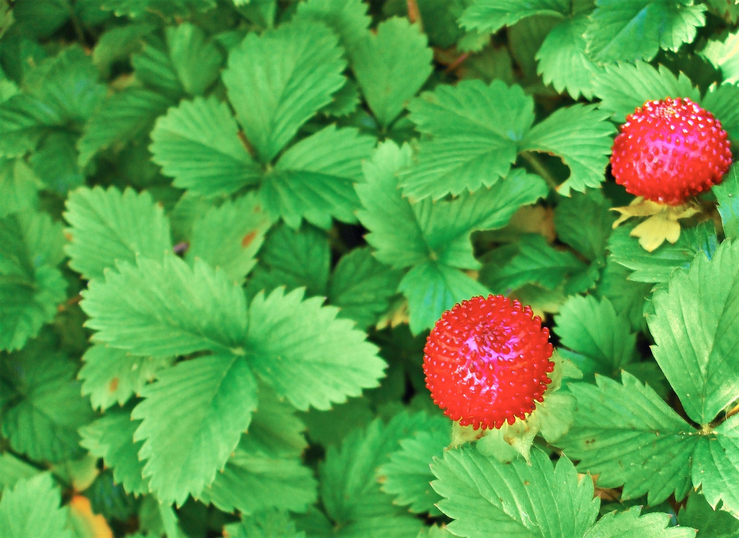50 Alexandra Strawberry (Fragaria Vesca) Seeds