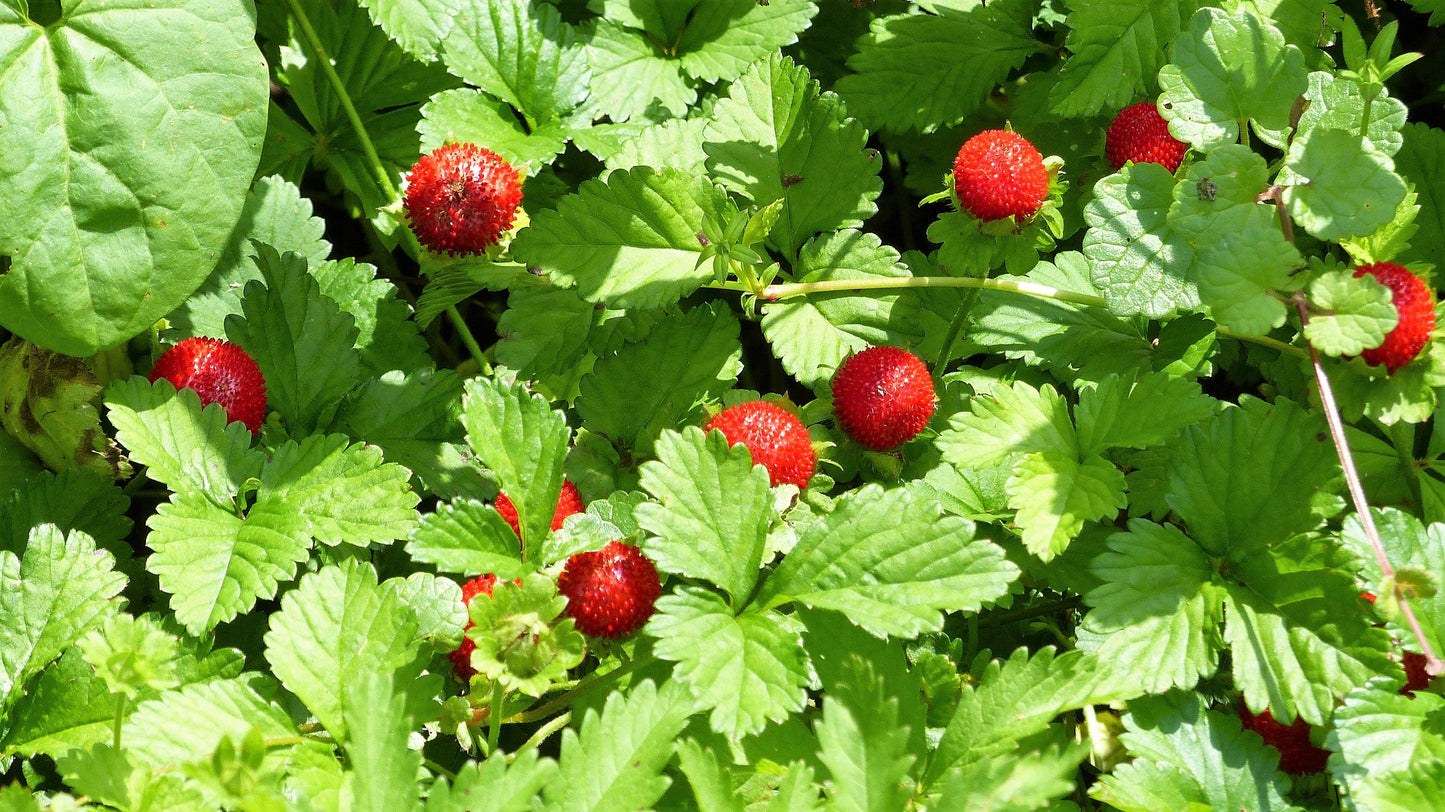 50 Alexandra Strawberry (Fragaria Vesca) Seeds