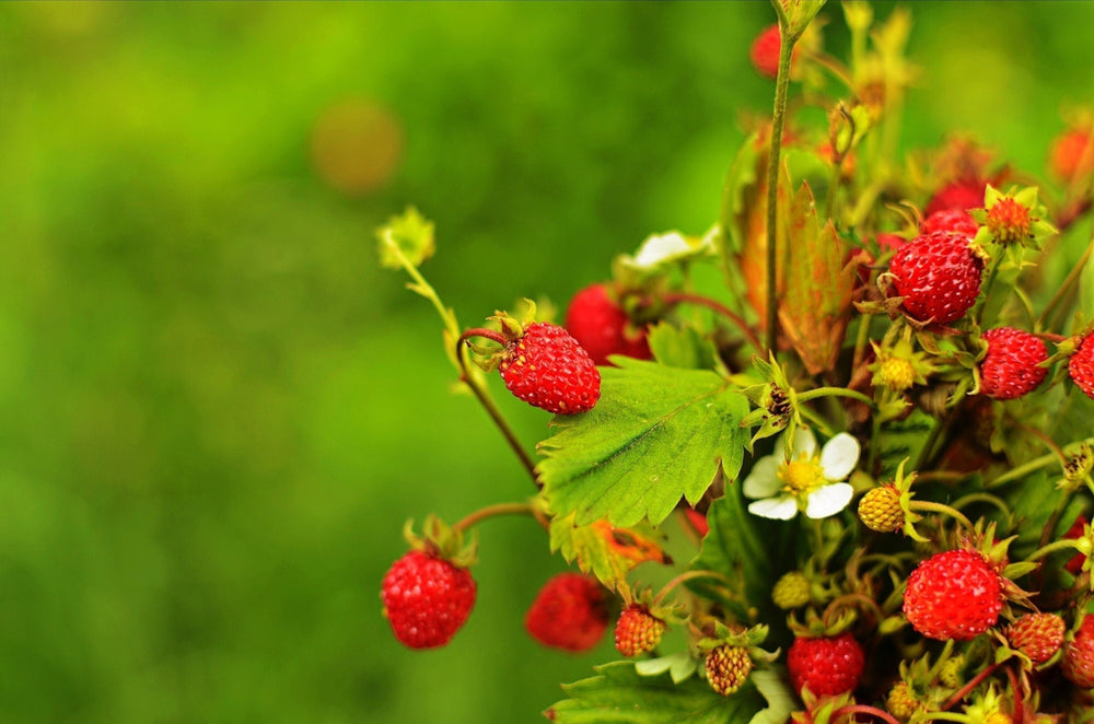 50 Alexandra Strawberry (Fragaria Vesca) Seeds