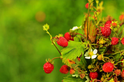 50 Alexandra Strawberry (Fragaria Vesca) Seeds