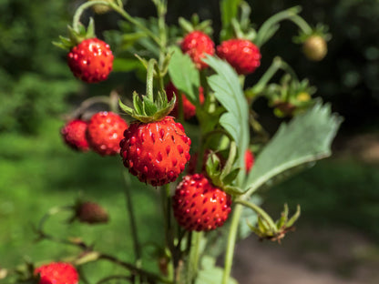 60 Ruegen Alpine Strawberry (Fragaria Vesca) Seeds