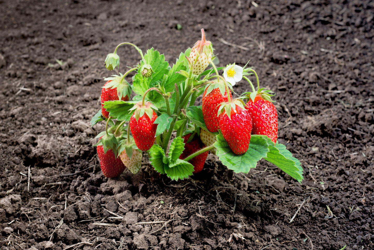 60 Ruegen Alpine Strawberry (Fragaria Vesca) Seeds