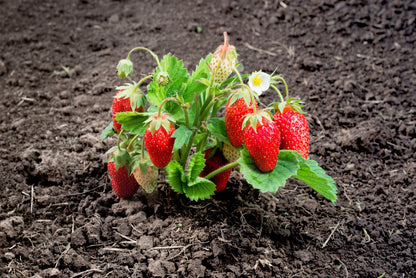 60 Ruegen Alpine Strawberry (Fragaria Vesca) Seeds