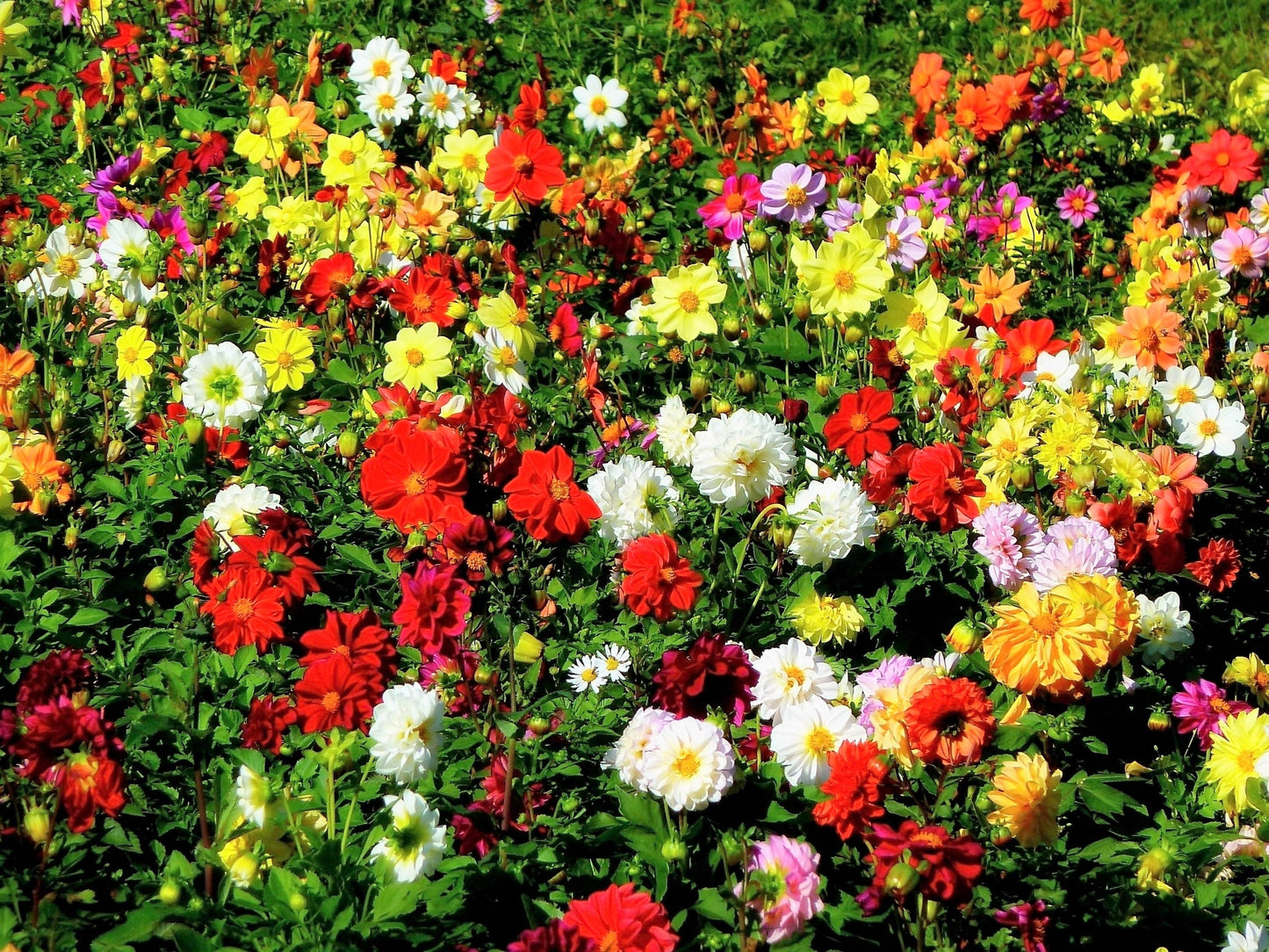 50 Unwins Dwarf Mix Dahlia (Dahlia Variabilis) Seeds