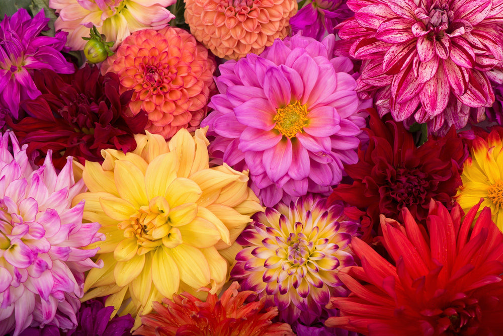 50 Unwins Dwarf Mix Dahlia (Dahlia Variabilis) Seeds