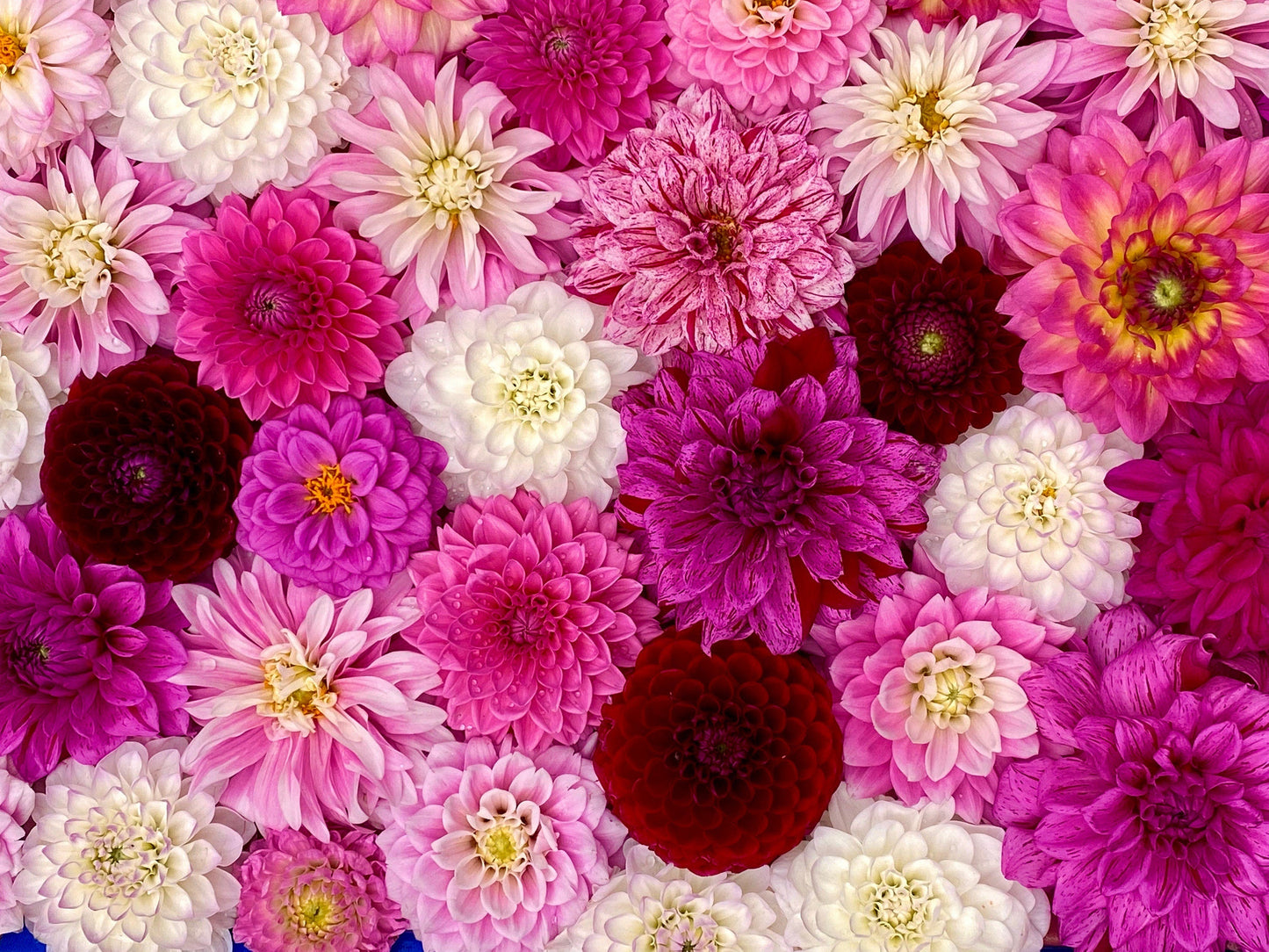 50 Unwins Dwarf Mix Dahlia (Dahlia Variabilis) Seeds