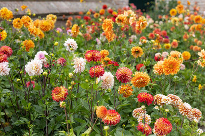 50 Unwins Dwarf Mix Dahlia (Dahlia Variabilis) Seeds