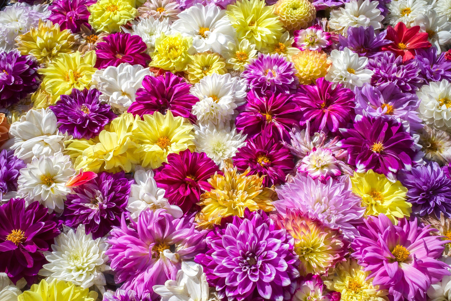 50 Unwins Dwarf Mix Dahlia (Dahlia Variabilis) Seeds